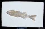 Awesome Inch Mioplosus - Uncommon Fish Fossil #3098-1